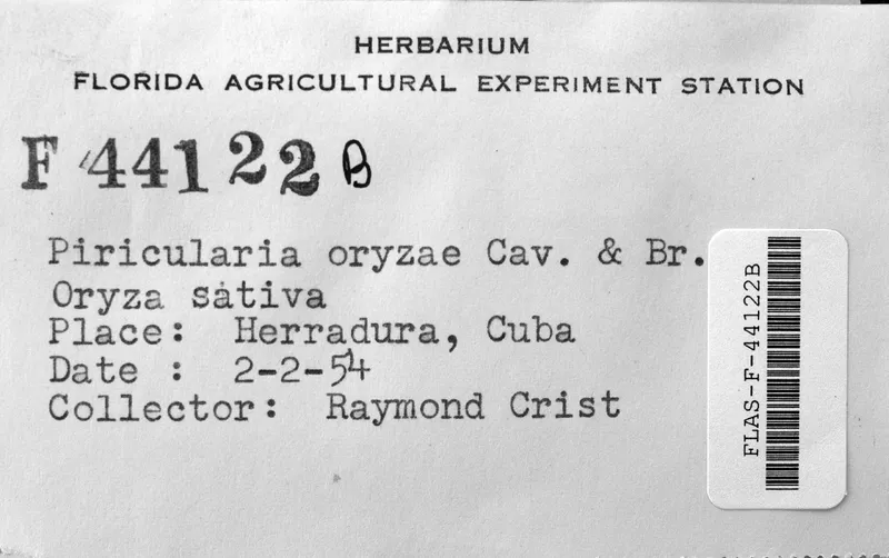 Plaga de PIRICULARIA DEL ARROZ, PYRICULARIA ORYZAE