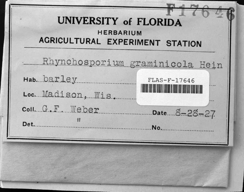 Plaga de RINCOSPORIOSIS DE LA CEBADA, RHYNCHOSPORIUM GRAMINICOLA