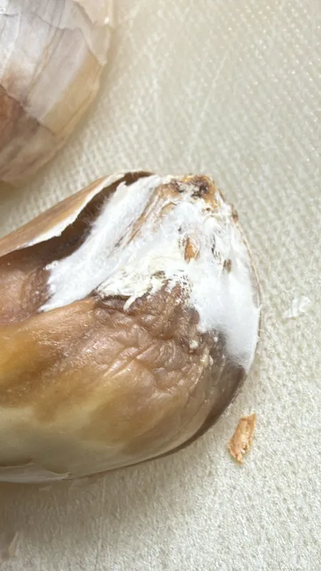 Plaga de STROMATINIA SPP.