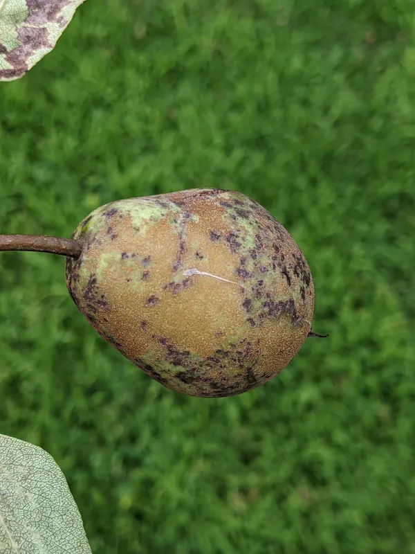 Plaga de FUEGO BACTERIANO DE LAS ROSÁCEAS, ERWINIA AMYLOVORA