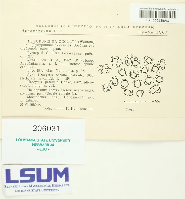 Plaga de CARBÓN DEL TALLO DEL CENTENO, UROCYSTIS OCCULTA