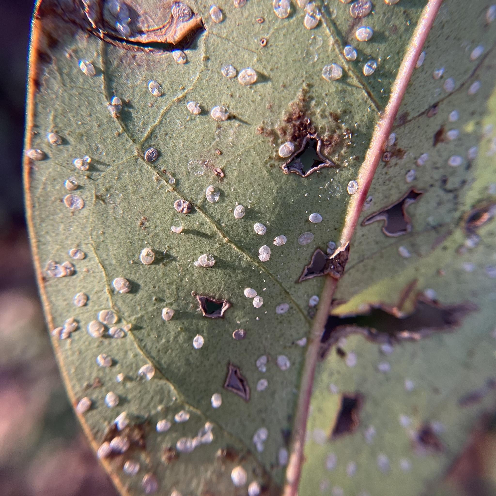 Plaga de MOSCA BLANCA, DIALEURODES CITRI