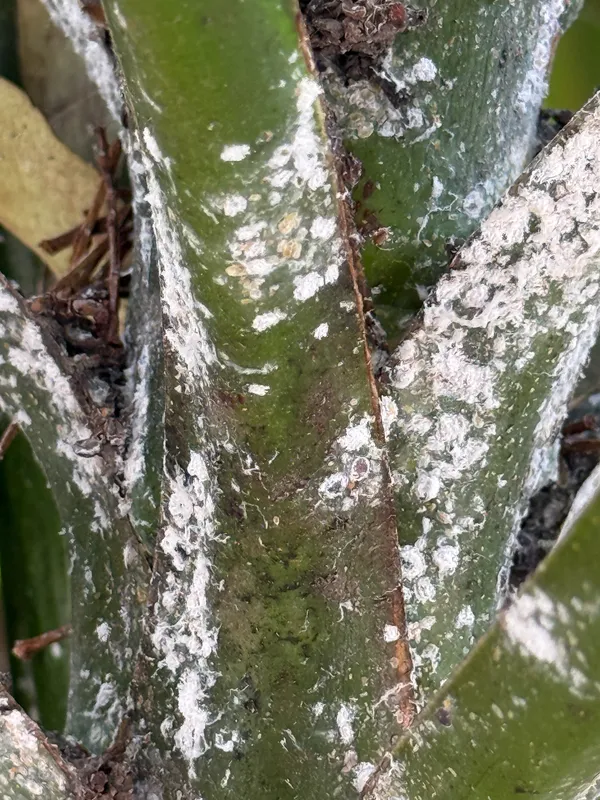 Plaga de COCHINILLA MEJICANA DE LAS CHUMBERAS, DACTYLOPIUS OPUNTIAE